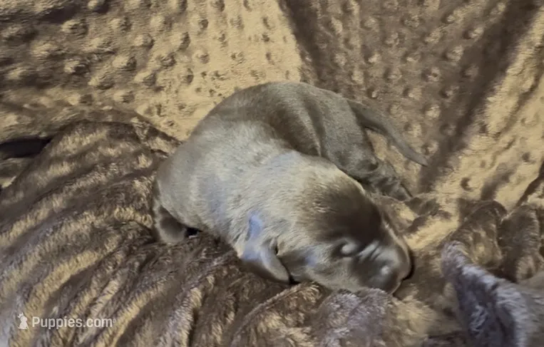 Chocolate M – Labrador Retriever puppy on hold in Topeka, KS