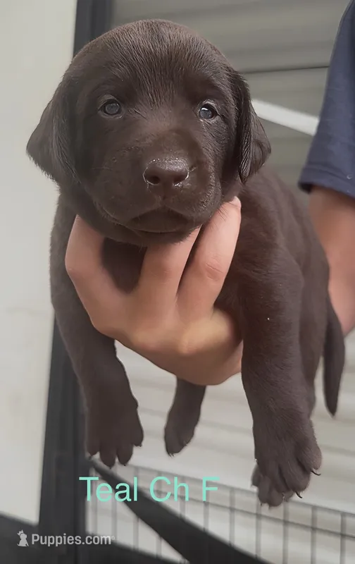 Teal – Labrador Retriever puppy for sale in Topeka, KS