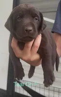 Teal, a female Labrador Retriever for sale in Topeka, KS – 1 of 4