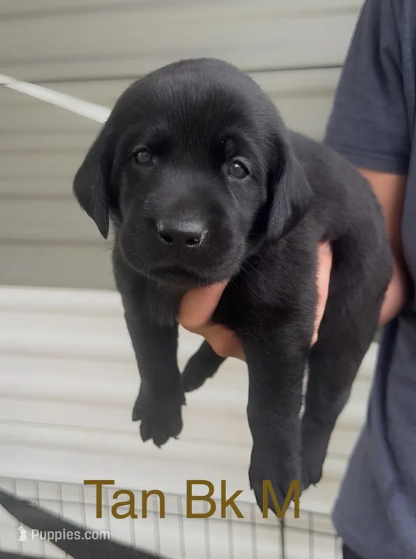 Tan – Labrador Retriever puppy for sale in Topeka, KS