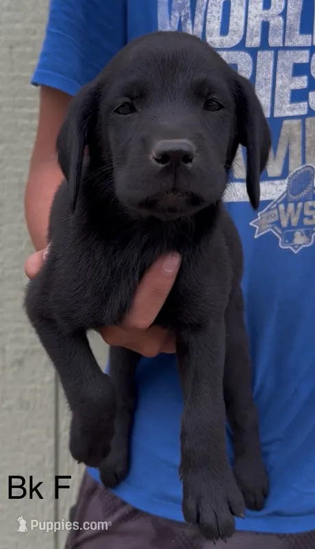 Black Female – Labrador Retriever puppy for sale in Topeka, KS
