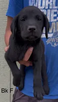 Black Female, a female Labrador Retriever for sale in Topeka, KS – 1 of 6