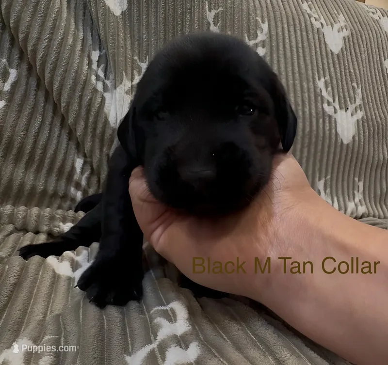 Tan – Labrador Retriever puppy for sale in Topeka, KS