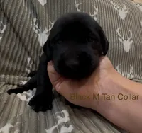 Tan, a male Labrador Retriever for sale in Topeka, KS – 2 of 4
