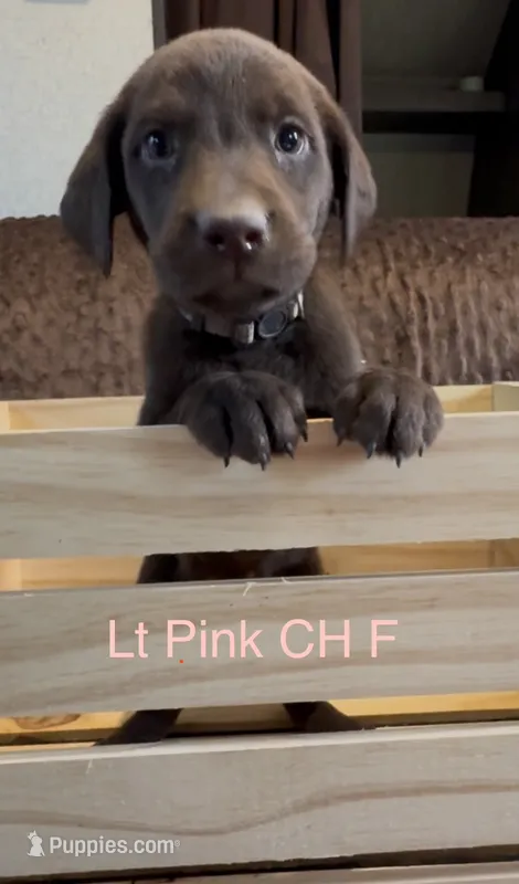 Light Pink – Labrador Retriever puppy for sale in Topeka, KS