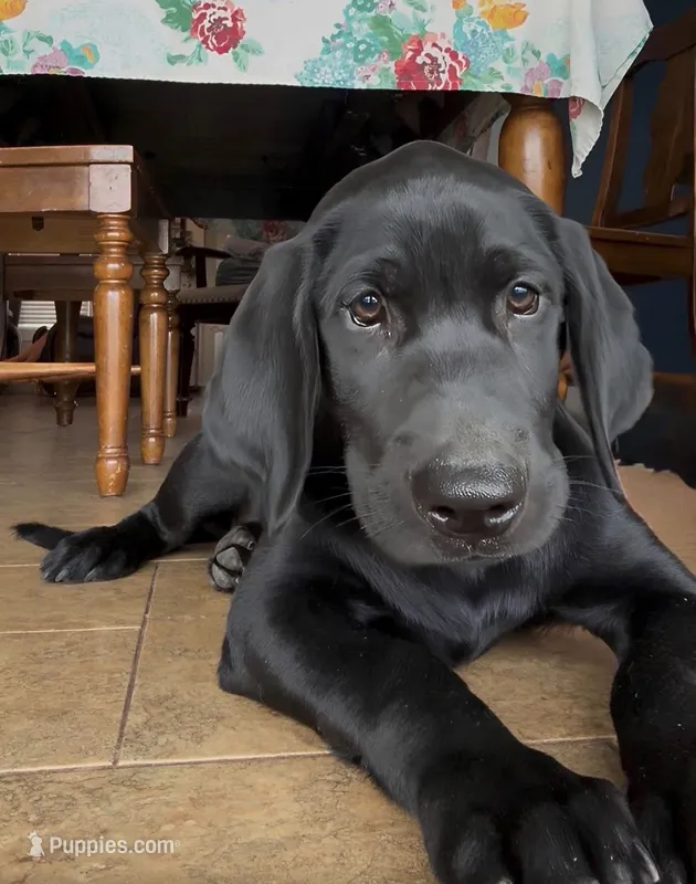 Black M – Labrador Retriever puppy for sale in Topeka, KS
