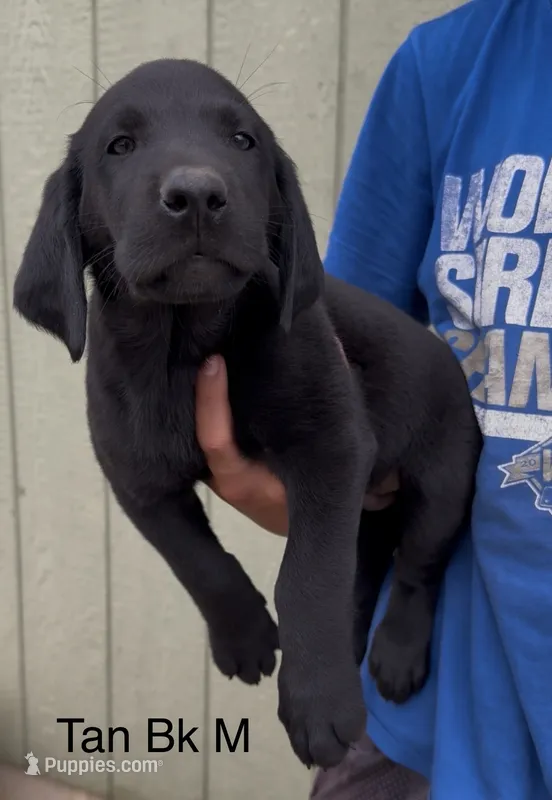 Tan – Labrador Retriever puppy for sale in Topeka, KS