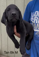Tan, a male Labrador Retriever for sale in Topeka, KS – 1 of 6