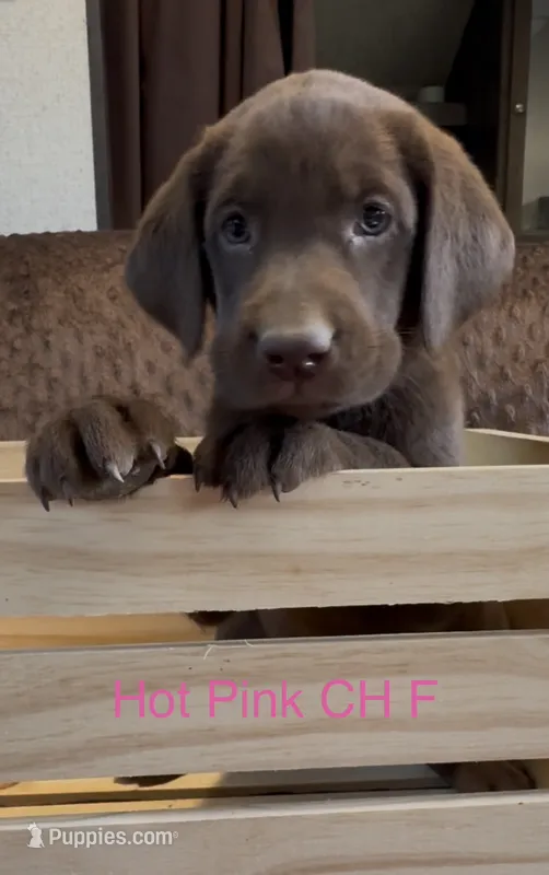 Pink – Labrador Retriever puppy for sale in Topeka, KS