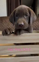 Pink, a female Labrador Retriever for sale in Topeka, KS – 1 of 4