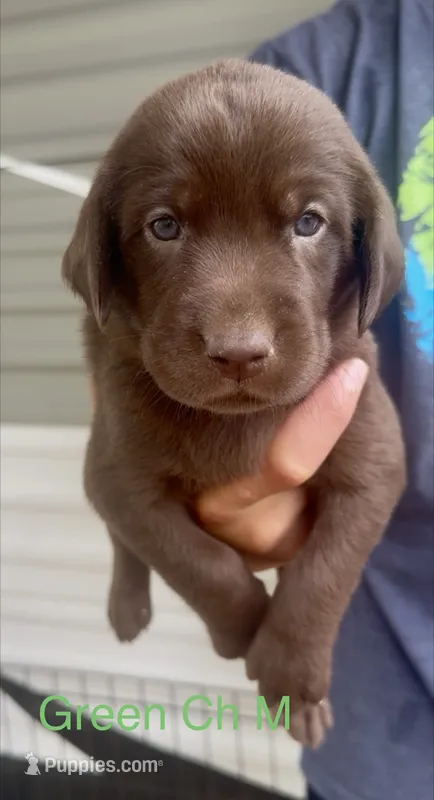 Green – Labrador Retriever puppy on hold in Topeka, KS