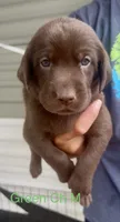 Green, a male Labrador Retriever for sale in Topeka, KS – 1 of 2