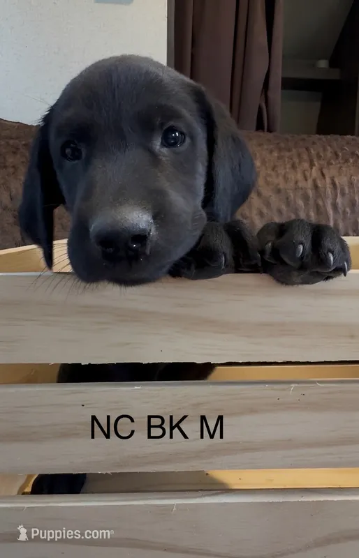 Black M – Labrador Retriever puppy for sale in Topeka, KS
