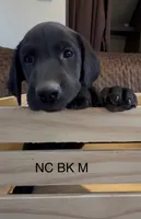 Black M, a male Labrador Retriever for sale in Topeka, KS – 2 of 5