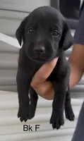 Doc x Soju Litter, a female Labrador Retriever for sale in Topeka, KS – 9 of 10