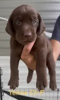 Doc x Soju Litter, a female Labrador Retriever for sale in Topeka, KS – 3 of 10