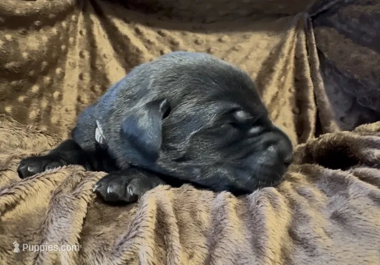 Tan – Labrador Retriever puppy for sale in Topeka, KS