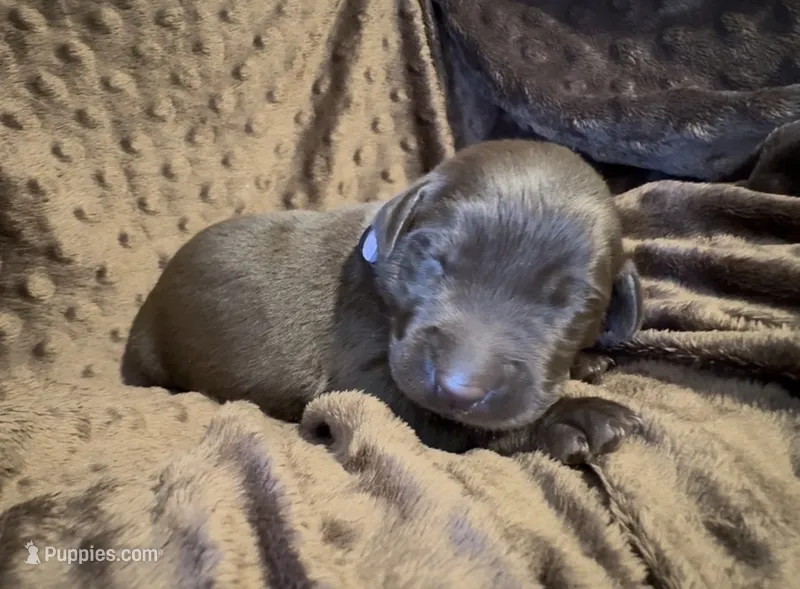 Purple – Labrador Retriever puppy for sale in Topeka, KS