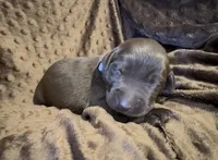 Purple, a female Labrador Retriever for sale in Topeka, KS – 1 of 2