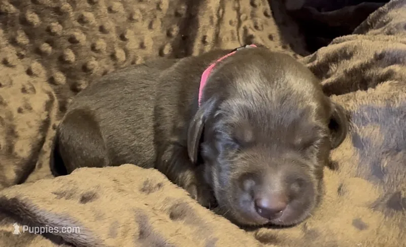 Pink – Labrador Retriever puppy for sale in Topeka, KS