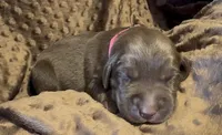 Pink, a female Labrador Retriever for sale in Topeka, KS – 1 of 1