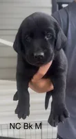 Doc x Soju Litter, a female Labrador Retriever for sale in Topeka, KS – 7 of 10