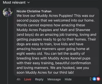 Orange, a male Labrador Retriever for sale in Topeka, KS – Photo 5 of 5