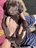 Orange, a male Labrador Retriever for sale in Topeka, KS – Photo 2 of 5