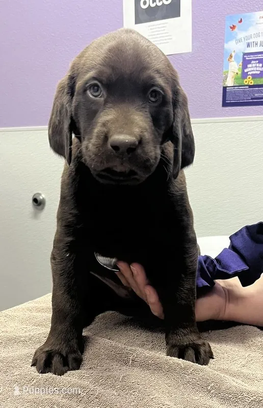 Orange – Labrador Retriever puppy for sale in Topeka, KS