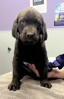 Orange, a male Labrador Retriever for sale in Topeka, KS – Photo 1 of 5