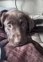 Orange, a male Labrador Retriever for sale in Topeka, KS – Photo 3 of 5