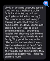 Orange, a male Labrador Retriever for sale in Topeka, KS – Photo 4 of 5