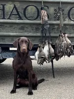 Doc x Soju Litter, a  Labrador Retriever for sale in Topeka, KS – Photo 4 of 6