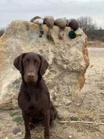 Doc x Soju Litter, a  Labrador Retriever for sale in Topeka, KS – Photo 5 of 6