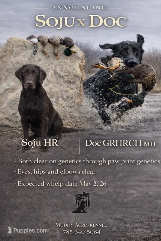 Doc x Soju Litter, a  Labrador Retriever for sale in Topeka, KS – Photo 1 of 6