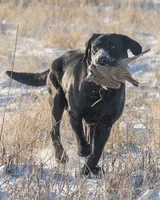 Doc x Soju Litter, a  Labrador Retriever for sale in Topeka, KS – Photo 3 of 6