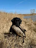 Doc x Soju Litter, a  Labrador Retriever for sale in Topeka, KS – Photo 6 of 6