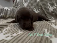 Teal, a female Labrador Retriever for sale in Topeka, KS – 2 of 4
