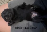 Black Female, a female Labrador Retriever for sale in Topeka, KS – 3 of 4
