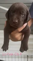 Light Pink, a female Labrador Retriever for sale in Topeka, KS – 1 of 4