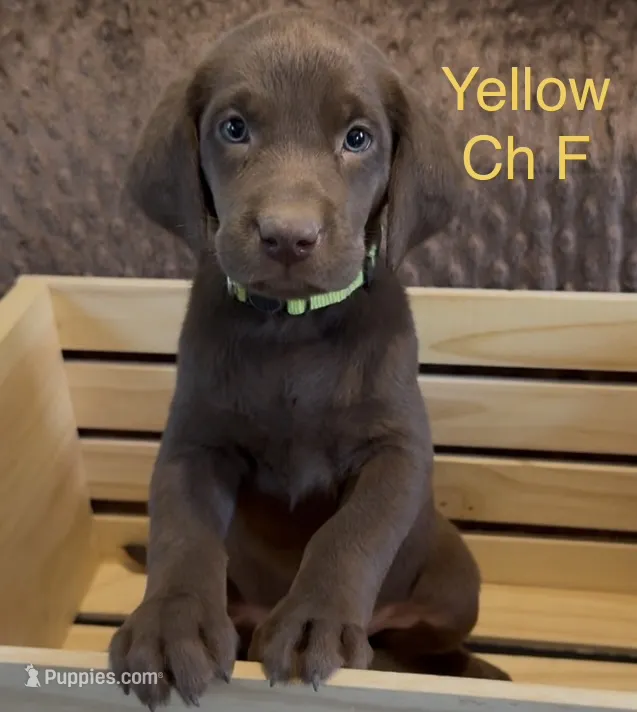 Yellow – Labrador Retriever puppy for sale in Topeka, KS