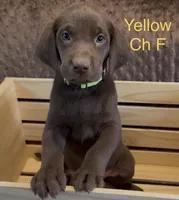Yellow, a female Labrador Retriever for sale in Topeka, KS – 1 of 5