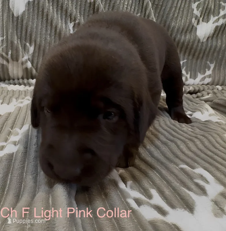 Light Pink – Labrador Retriever puppy for sale in Topeka, KS