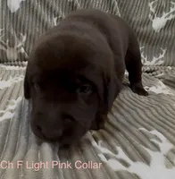 Light Pink, a female Labrador Retriever for sale in Topeka, KS – 1 of 3