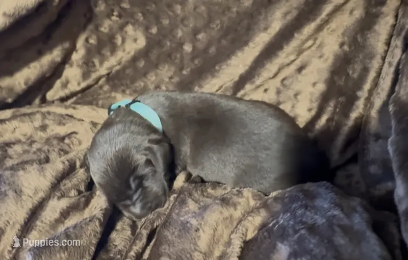 Teal – Labrador Retriever puppy for sale in Topeka, KS