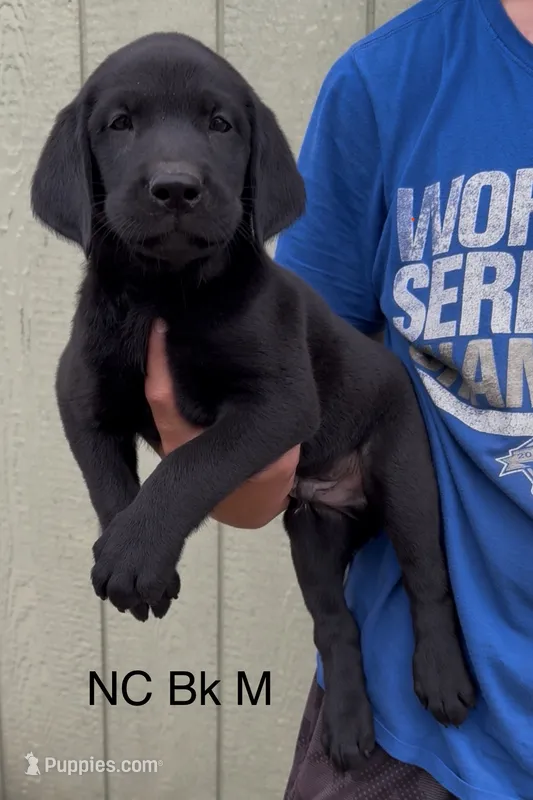 Black M – Labrador Retriever puppy for sale in Topeka, KS