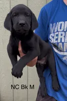 Black M, a male Labrador Retriever for sale in Topeka, KS – 1 of 5