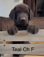 Teal, a female Labrador Retriever for sale in Topeka, KS – 1 of 5