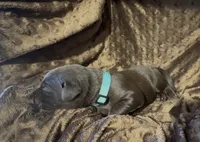 Teal, a female Labrador Retriever for sale in Topeka, KS – 2 of 2
