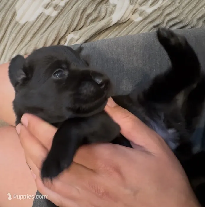 Black Female – Labrador Retriever puppy for sale in Topeka, KS